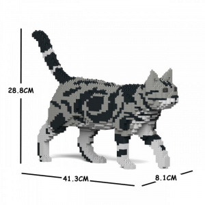 American Shorthair Cat walking