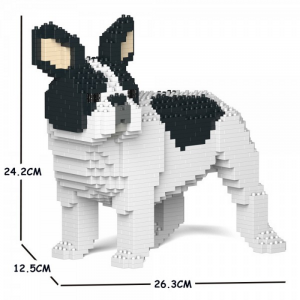Französische Bulldogge schwarz + weiß