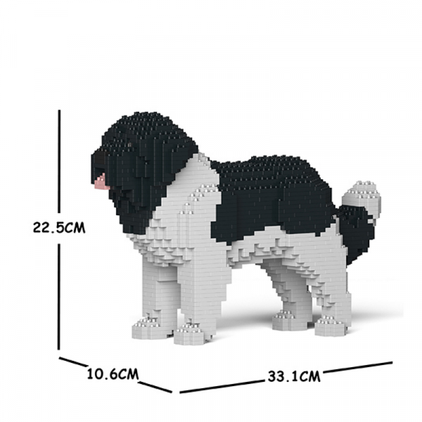 Newfoundland Dog black-white
