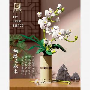 Phalaenopsis Orchid