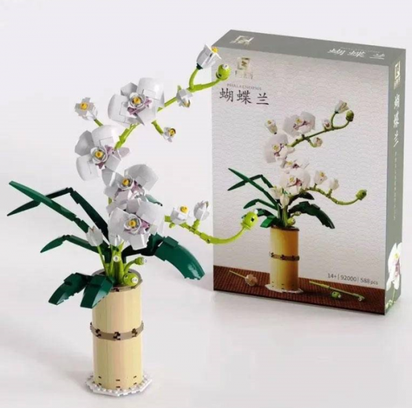 Phalaenopsis Orchidee