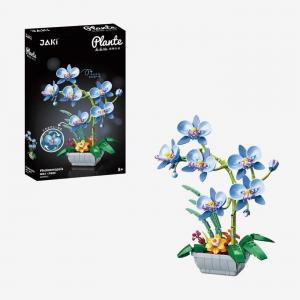 Phalaenopsis - Orchid blue