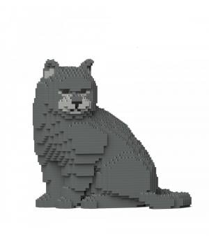 British Shorthair Cat 