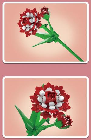 Carnation