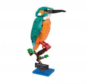 Eurasian Kingfisher