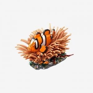 Clown Fish