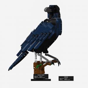 Common raven