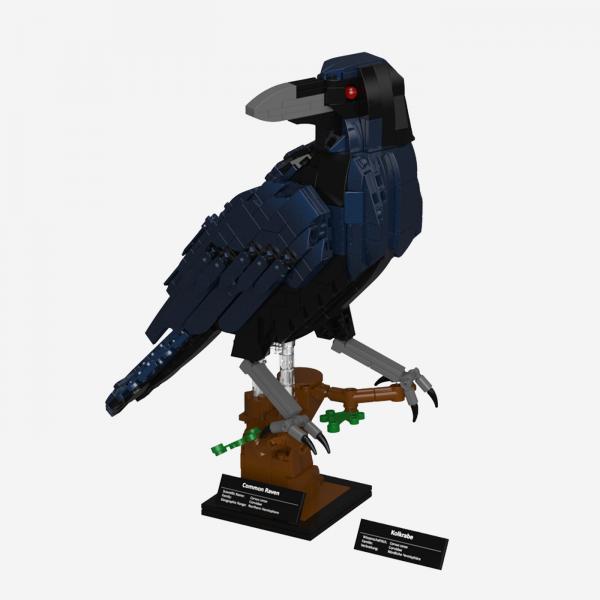 Common raven