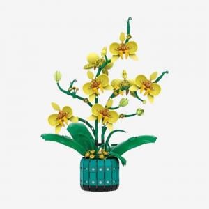Cymbidium orchids