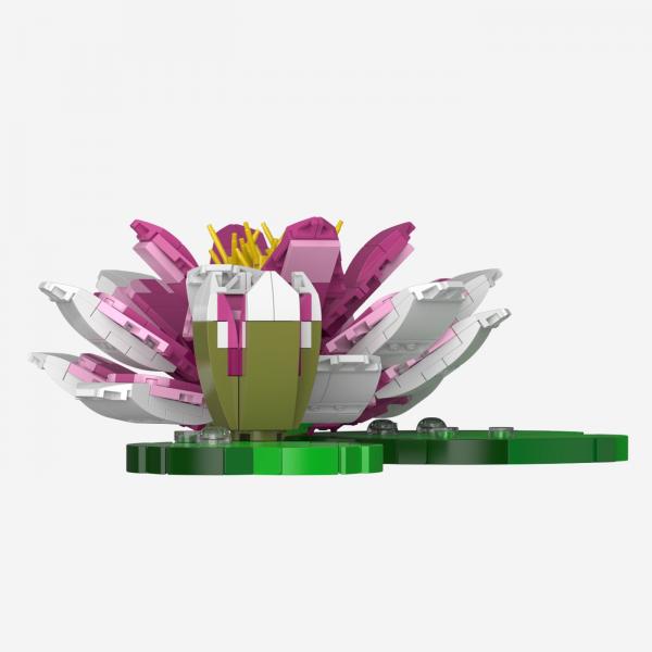 Seerose Rosa