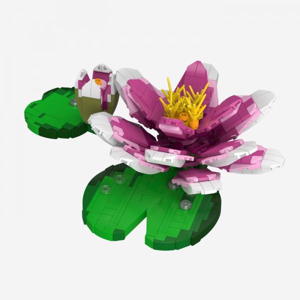 Seerose Rosa