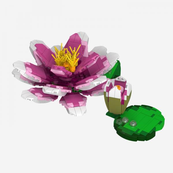 Seerose Rosa