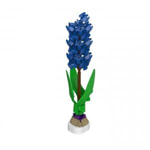 Blaue Hyazinthe 