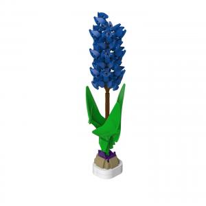 Blue Hyacinth 