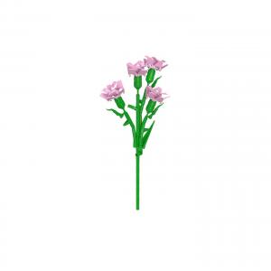 Pink Carnation 