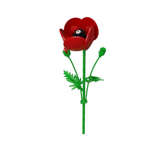 Red Common Poppy 