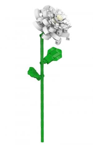 White Camelia 
