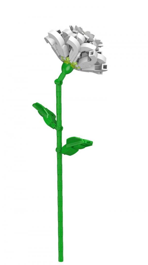 White Camelia 