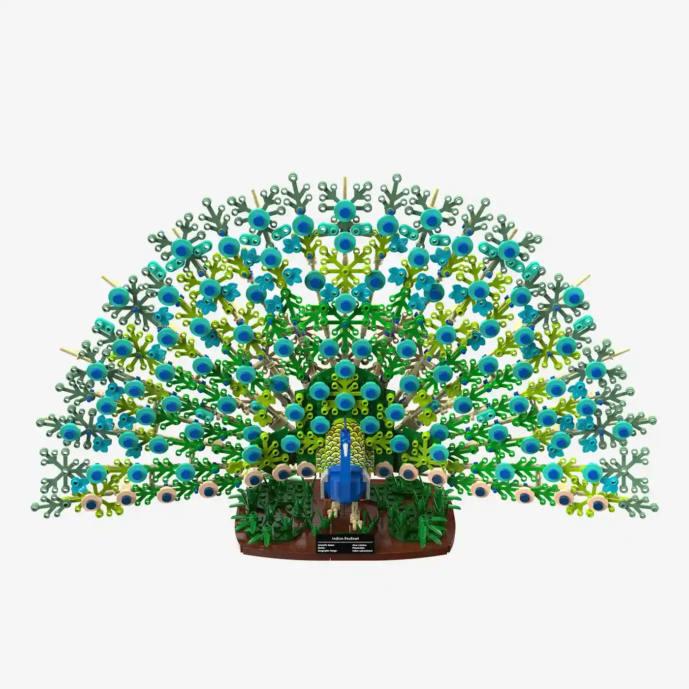 Blauer Pfau