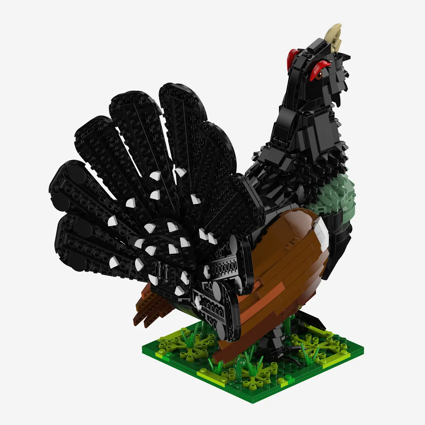 Western Capercaillie