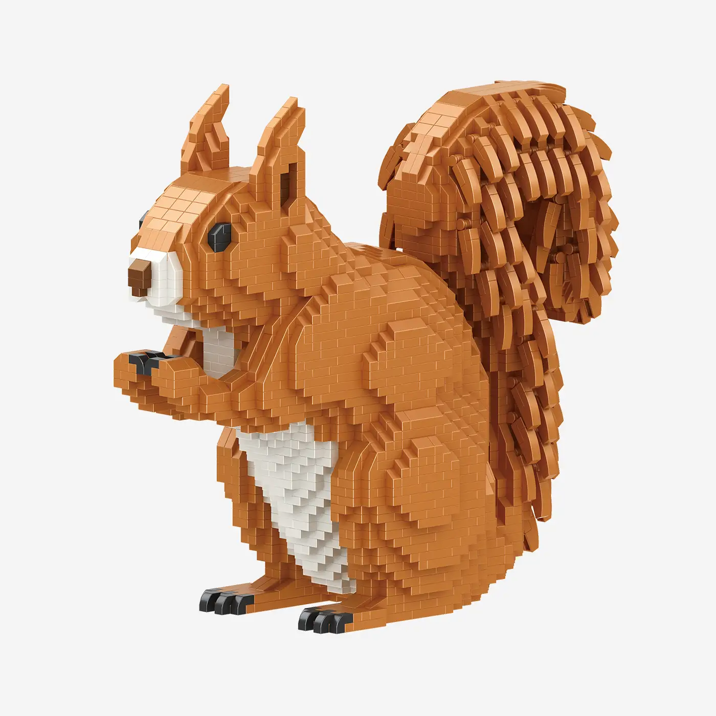Eichhörnchen