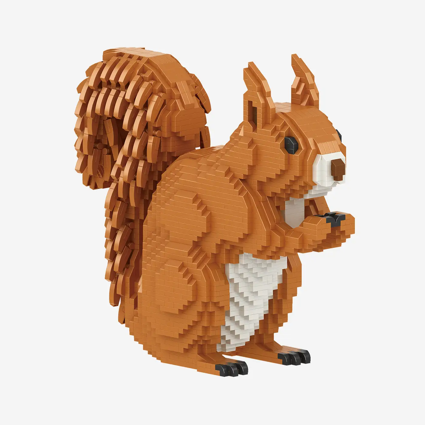Eichhörnchen