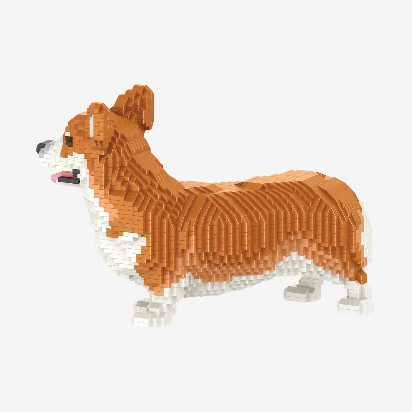 Welsh Corgi