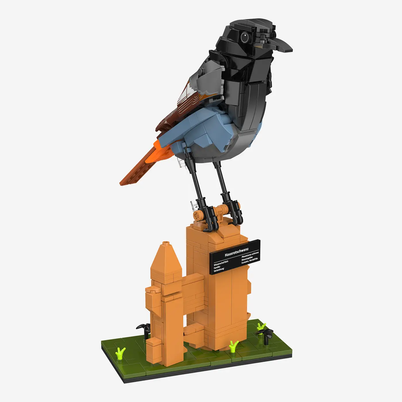 Black Redstart