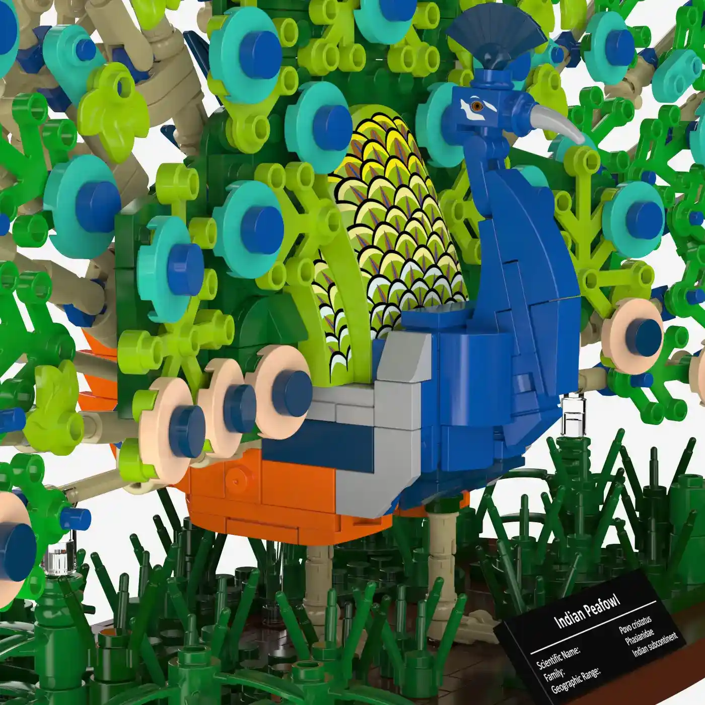 Blauer Pfau
