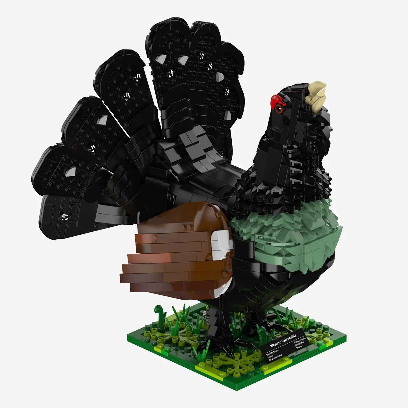 Western Capercaillie