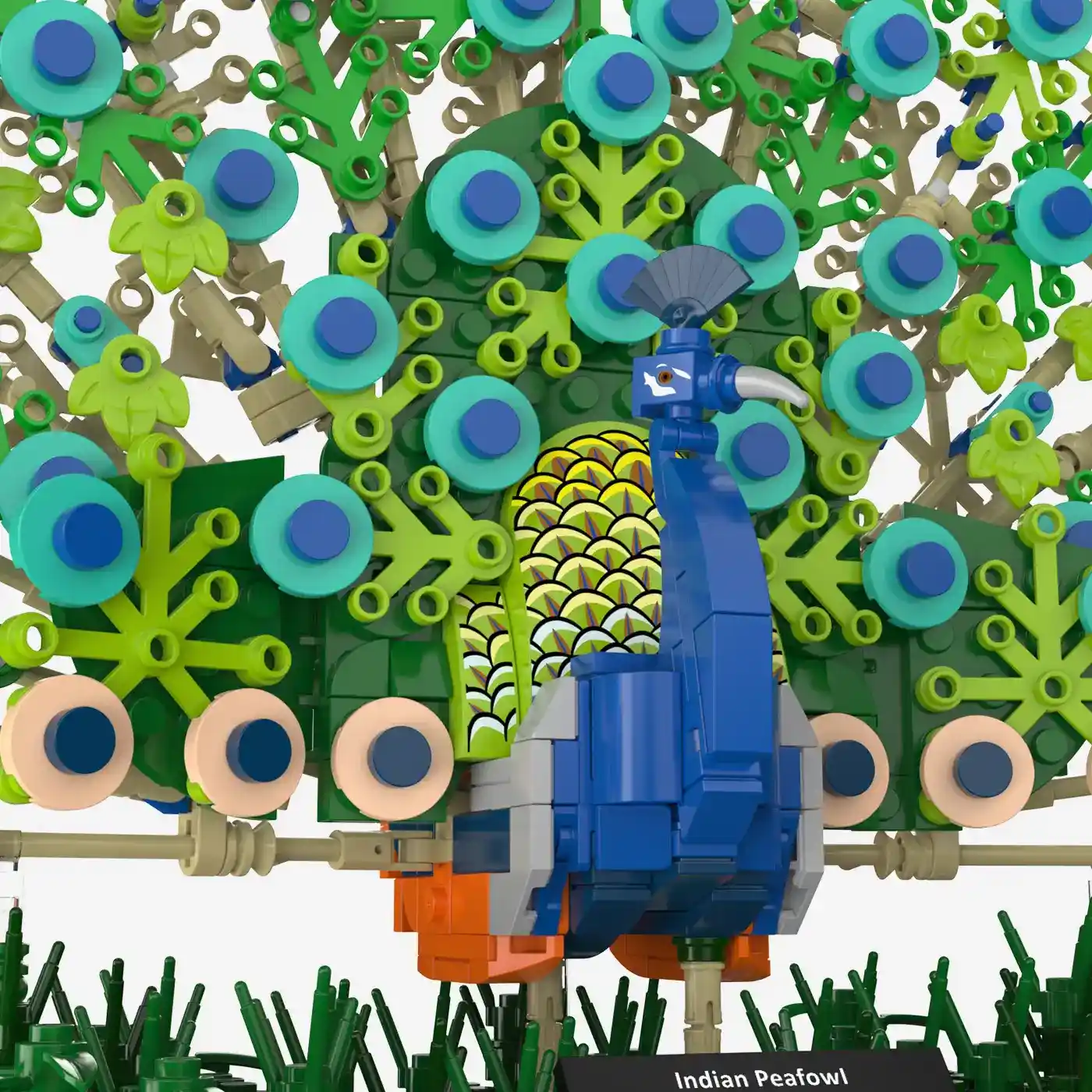 Blauer Pfau