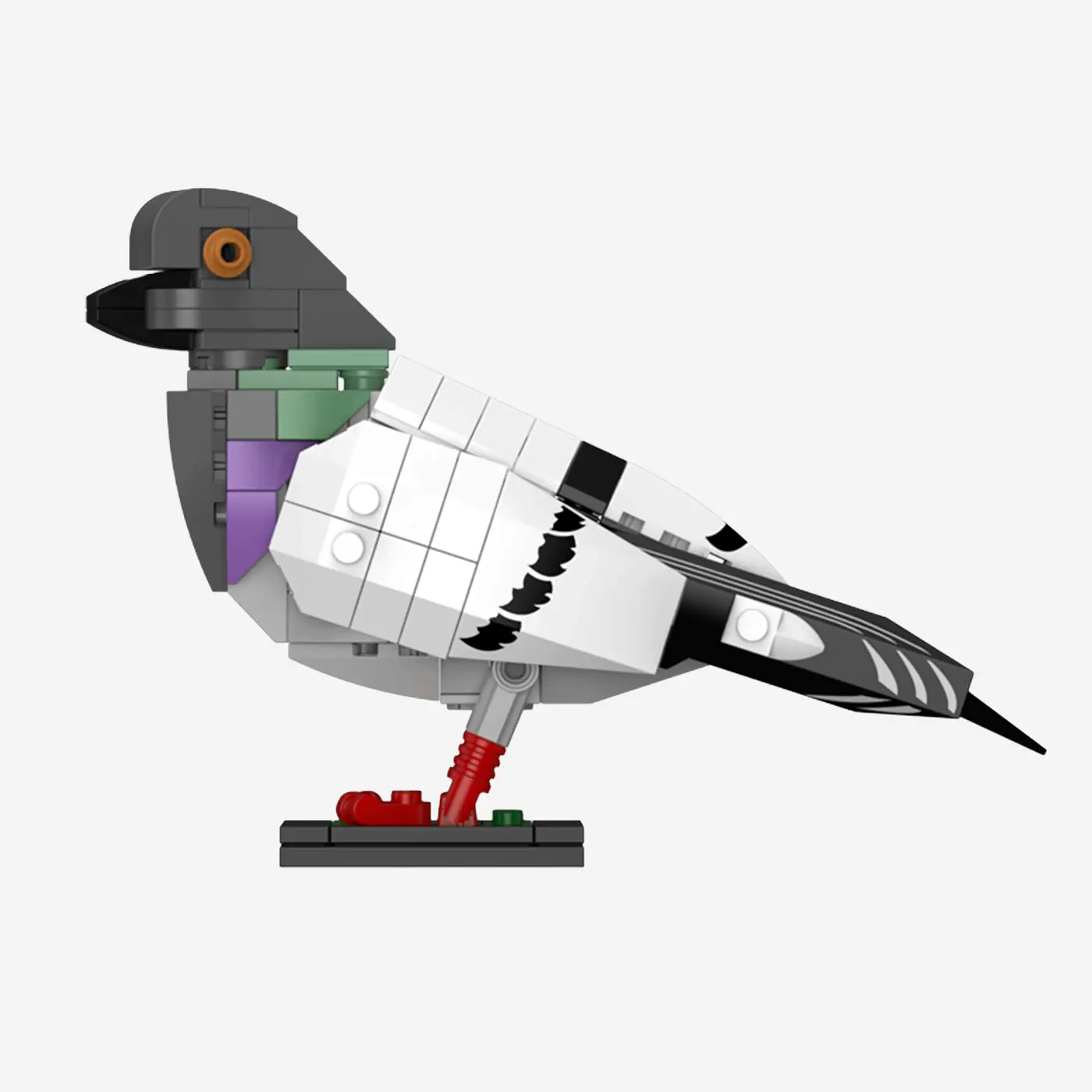 Rock Dove