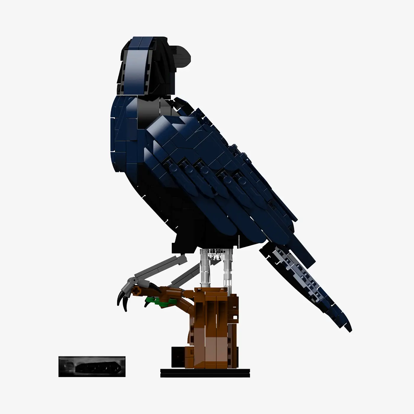 Common raven