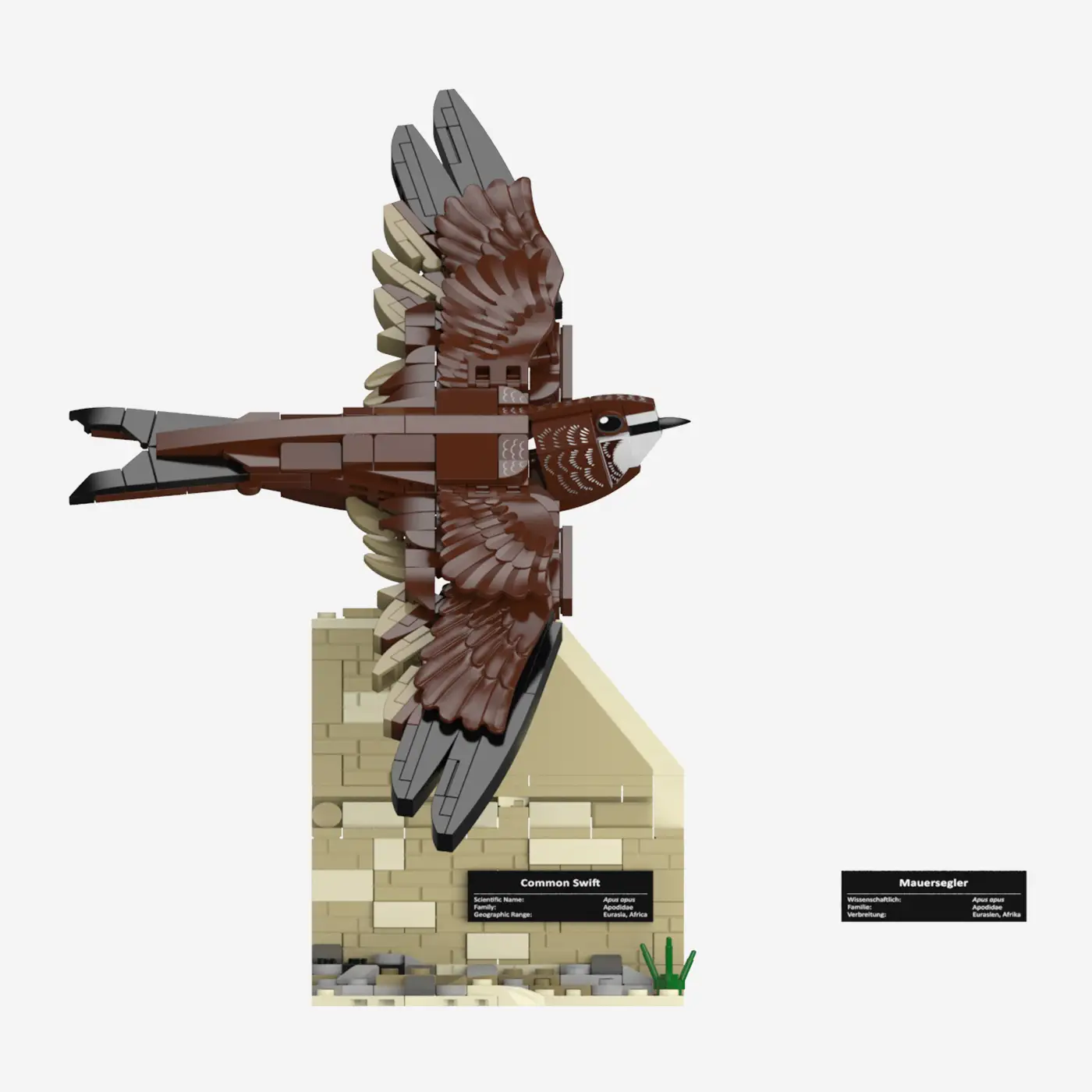 Mauersegler