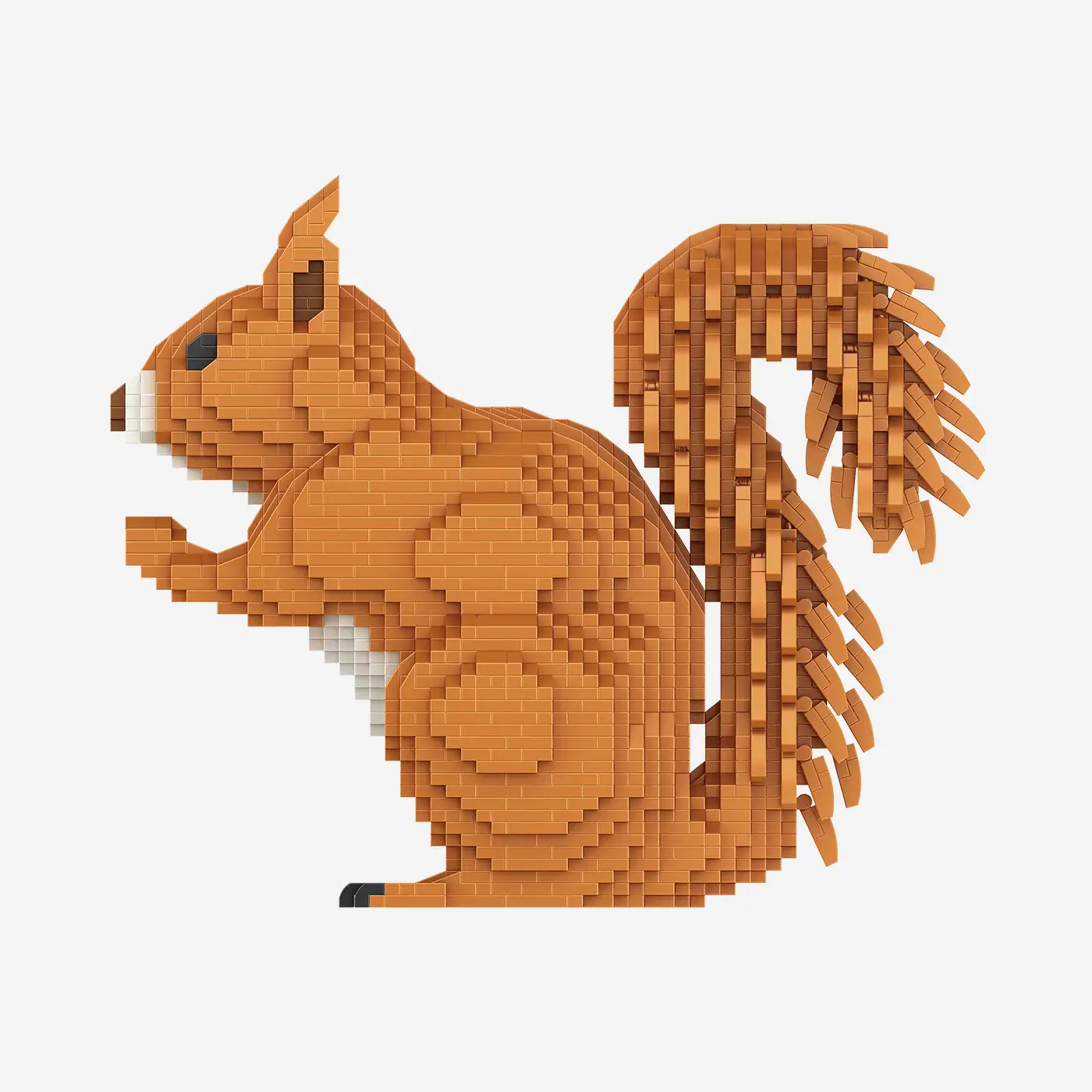 Eichhörnchen
