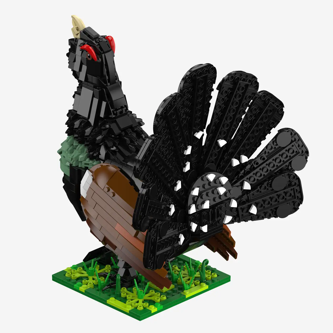 Western Capercaillie