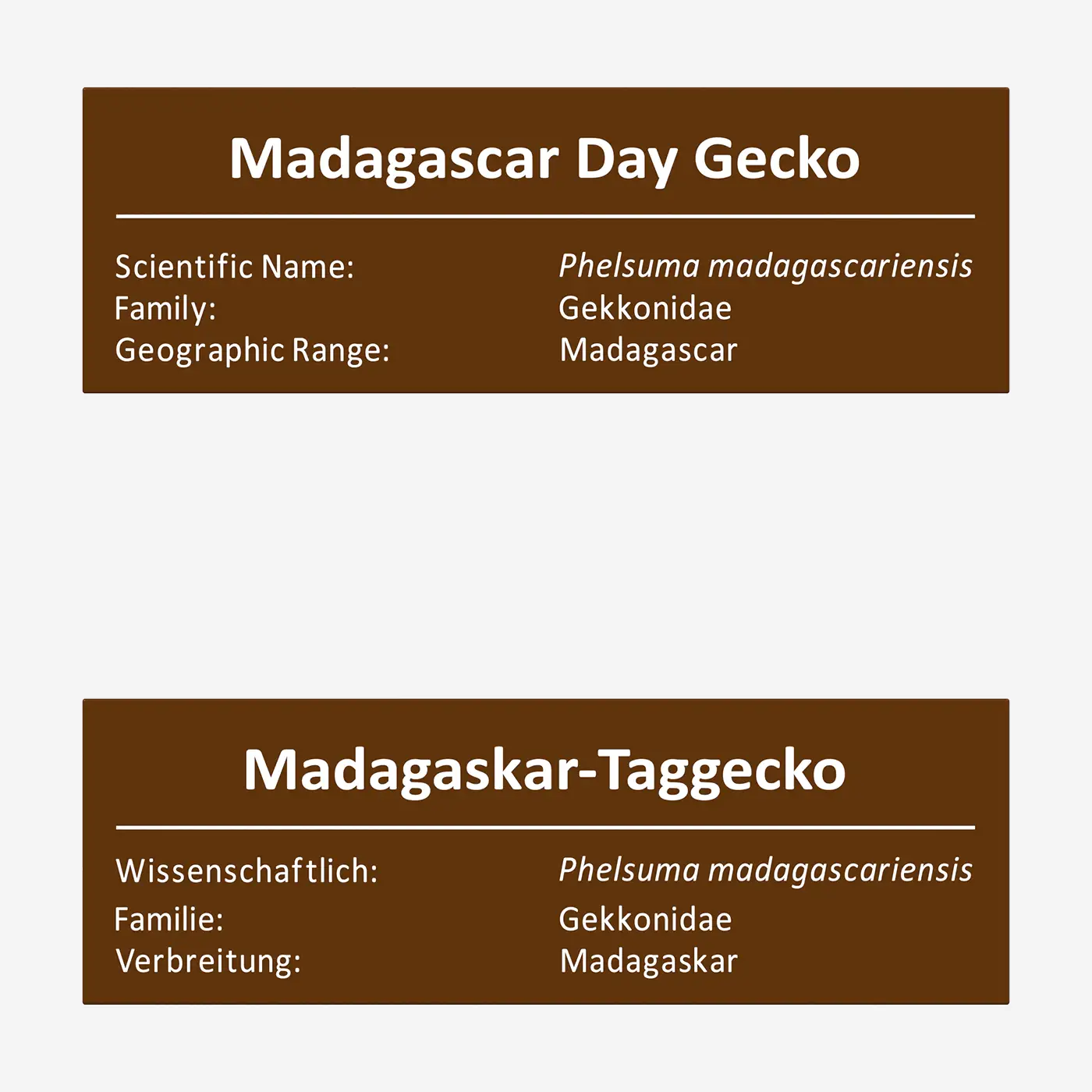 Madagaskar-Taggecko