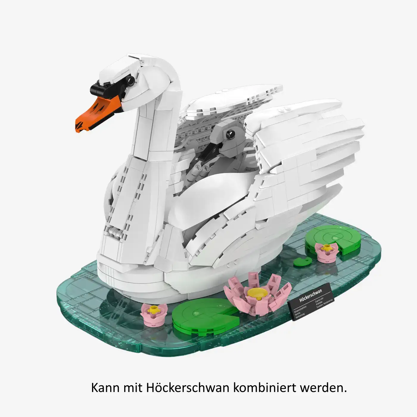 Swan Chicks