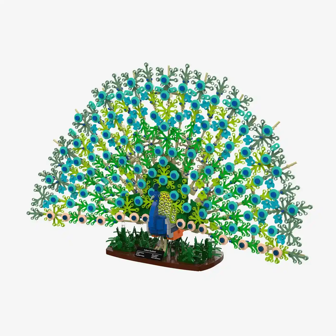 Blauer Pfau