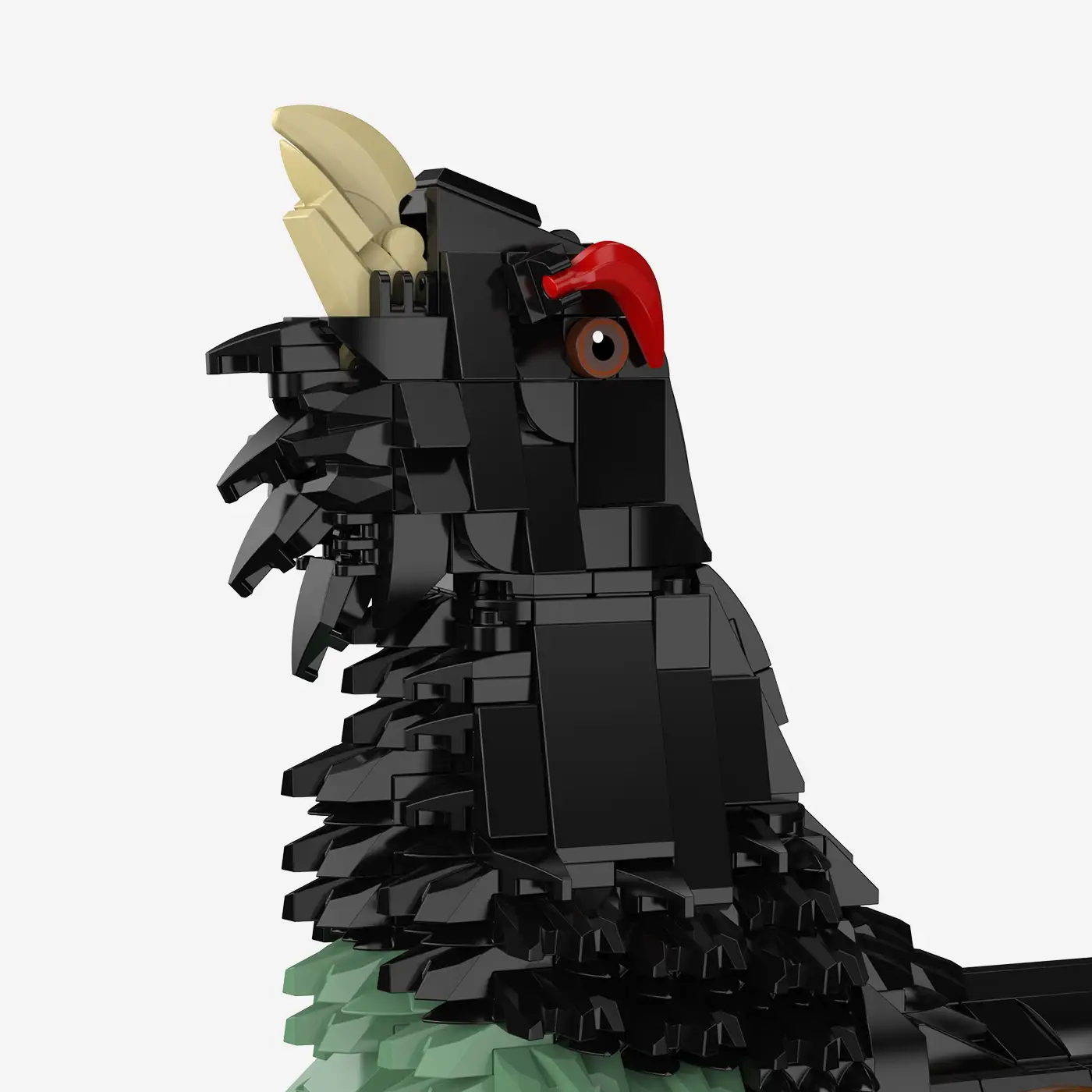 Western Capercaillie