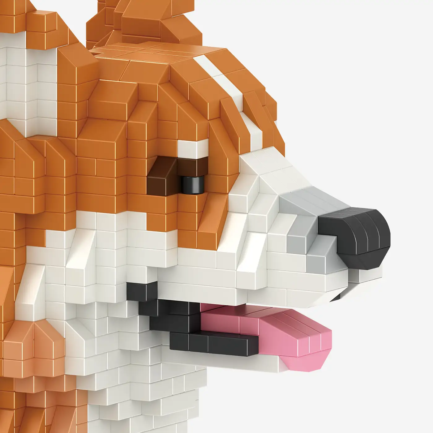 Welsh Corgi